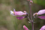 Eustis Lake beardtongue